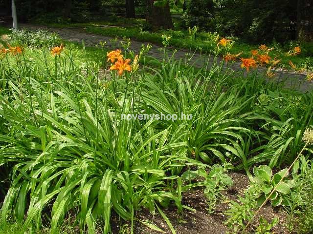 معرفی و راهنمای پرورش گیاهان زینتی فضای باز - زنبق رشتی